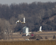 Trumpeter Swans 6838